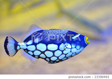 colorful butterfly-fish 13390491