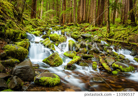 Beautiful cascade waterfall in Olympic national park 13390537