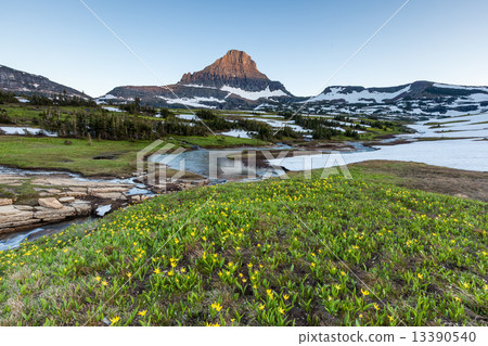 Reynolds Mountain over wildflower field at Logan Pass, Glacier N Reynolds Mountain over wildflower field at Logan Pass, Glacier N 13390540