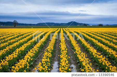 beautiful yellow tulip field 13390546