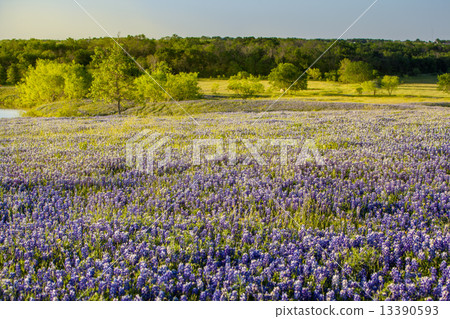 Texas wildflower -  bluebonnet filed in Ennis 13390593