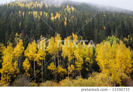 Yellow aspen trees in Colorado mountains 13390735