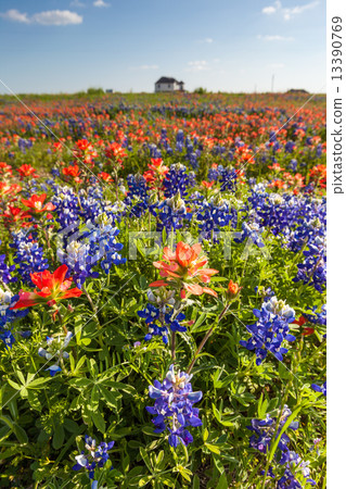 Bluebonnet and indian paintbrush filed in Texas Bluebonnet and indian paintbrush filed in Texas 13390769