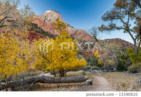 The watchman trail, Zion National Park, Utah 13390810