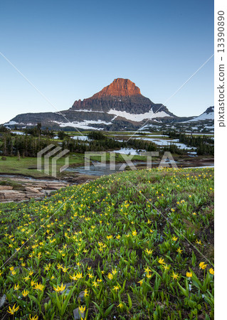 Reynolds Mountain over wildflower field at Logan Pass, Glacier N Reynolds Mountain over wildflower field at Logan Pass, Glacier N 13390890