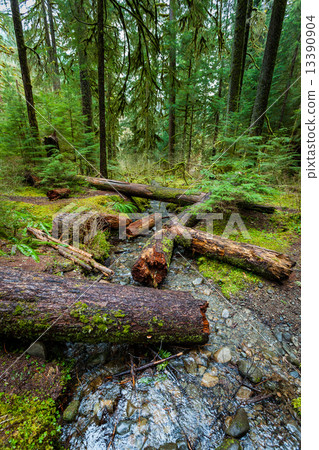 Rain forest in Olympic national park Rain forest in Olympic national park 13390904