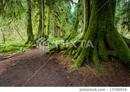 Large green tree in Olymic National Park 13390916