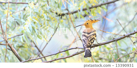 Eurasian Hoopoe Eurasian Hoopoe 13390931