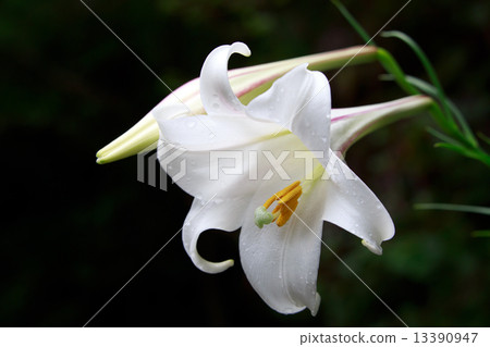 Takasago lily (Takasago Yuri) 13390947