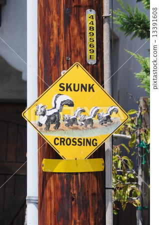 Skunk passes 13391608