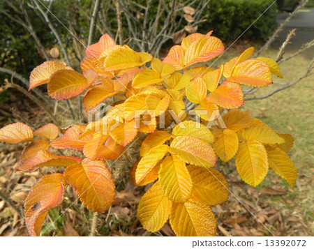 Leaves of yellow-tinted yellow-tinted yellowtail leaves in winter 13392072
