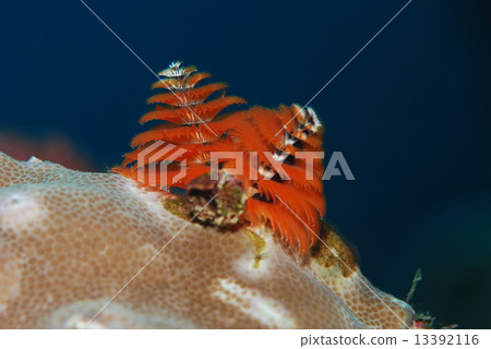 大旋鰓蟲 13392116