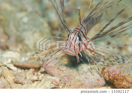 fish魚 fish魚 13392117