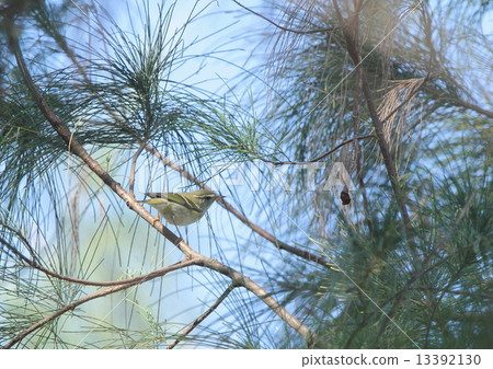 生物鳥Kima Yumeshikui,以沿海蚊子為食 生物鳥Kima Yumeshikui,以沿海蚊子為食 13392130