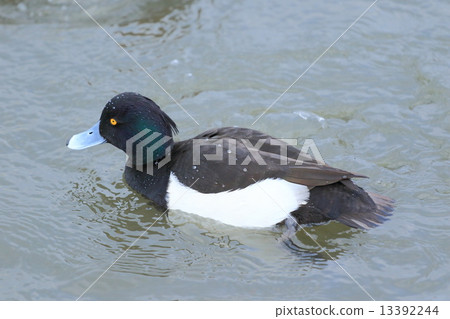 Kinkrochasshuro os Kinkrochasshuro os 13392244