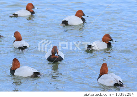 A group of male sweet potatoes 13392294