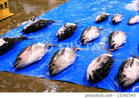 Himame's fish market Bluefin tuna hanging on fixed net 13392545