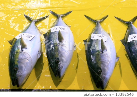 冰見魚市場Buri掛在固定網上 冰見魚市場Buri掛在固定網上 13392546