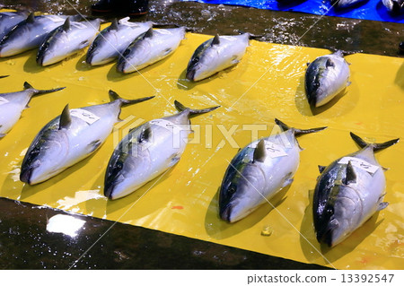 冰見魚市場Buri掛在固定網上 13392547