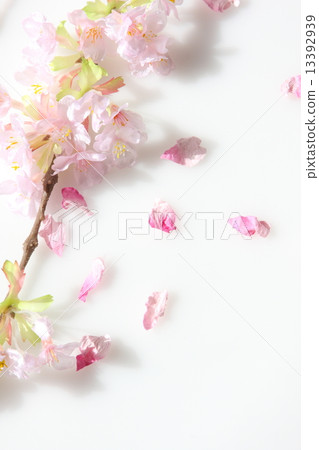 Cherry Blossoms Cherry Blossoms 13392939