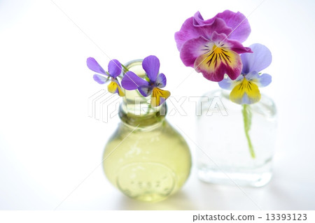 Pansy and viola 13393123