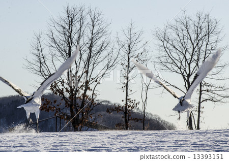 s路的起重機現在是比賽！ 13393151