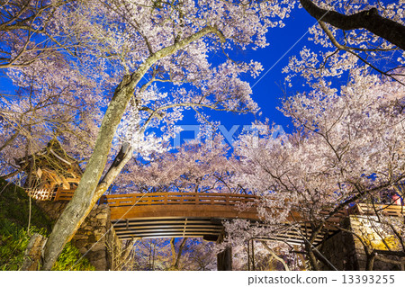 Takato Castle Ruins Park Sakuraun Bridge and cherry blossoms light up Takato Castle Ruins Park Sakuraun Bridge and cherry blossoms light up 13393255
