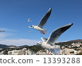 seagull 13393288