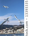 seagull 13393335
