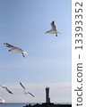 Seagulls 13393352