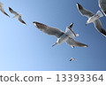 seagull 13393364