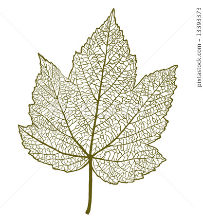 Vector maple leaf isolated  13393373