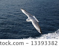 Seagull 13393382