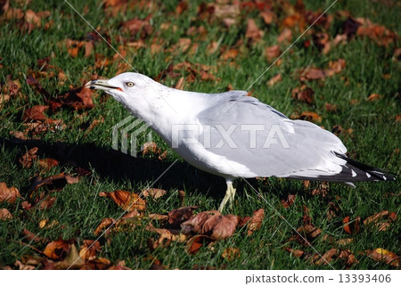 Seguro gull Seguro gull 13393406