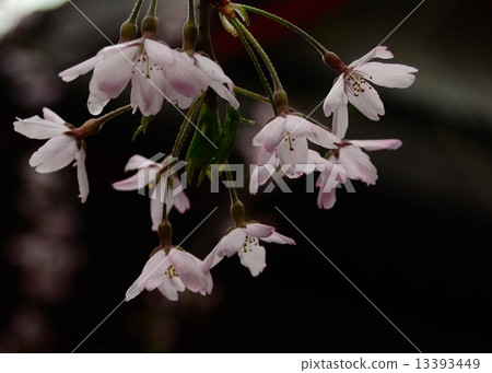 Delicate Delicate 13393449