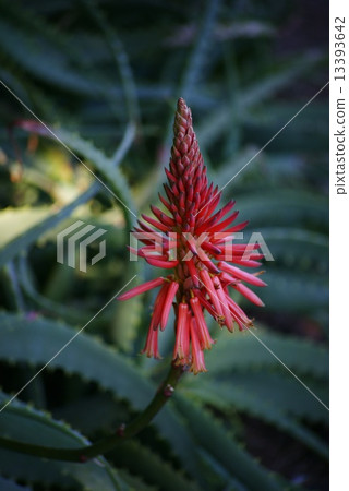 Aloe flowers Aloe flowers 13393642