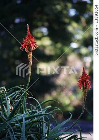 蘆薈花 蘆薈花 13393654