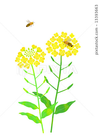 Nanohana和Mitsubachi Nanohana和Mitsubachi 13393663