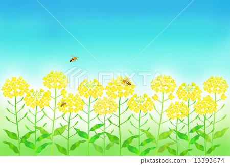 Rapeseed field and Honey bee 13393674