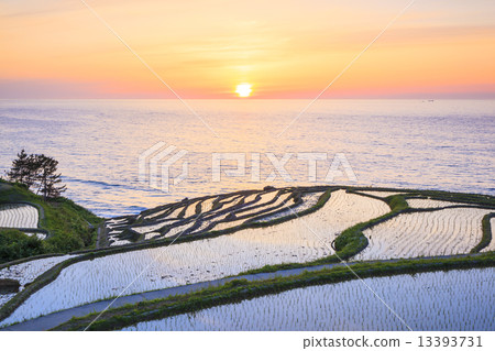 Sunset of White rice Senjita Sunset of White rice Senjita 13393731