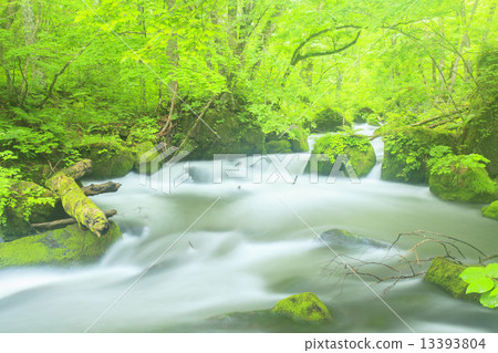 Asura新鮮的綠色流Oirase小河 13393804