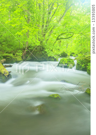 Asura新鮮的綠色流Oirase小河 13393805