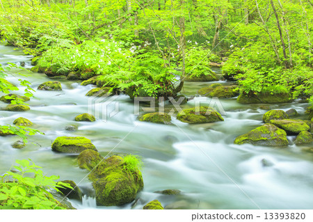 初夏苦難流的Oirase流 初夏苦難流的Oirase流 13393820