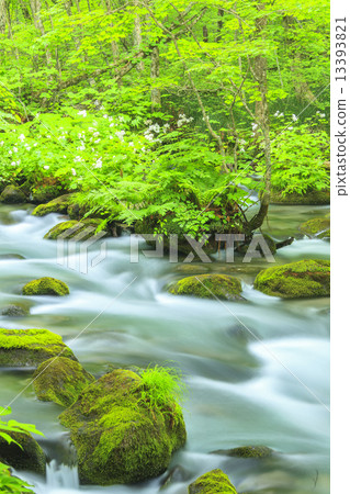 Oirase stream of early summer Tribulation flow 13393821