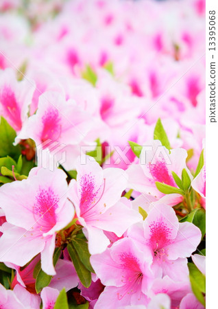 Azalea in full bloom in full bloom Azalea in full bloom in full bloom 13395068