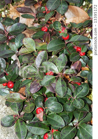 Checkered Berry 13395172