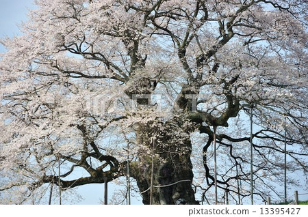 Daigo Sakura 13395427