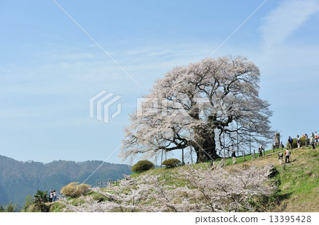 Daigo Sakura 13395428