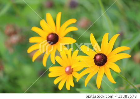 Rudobekian Araga Hangon saw (brute hair anti-soul grass) 13395578