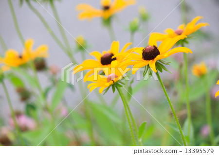 Rudobekian Araga Hangon saw (brute hair anti-soul grass) Rudobekian Araga Hangon saw (brute hair anti-soul grass) 13395579